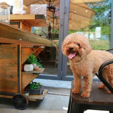 ¿Puedes entrar con tu perro a un bar o restaurante? La Ley de Bienestar Animal aclara qué está permitido y cuándo te pueden sancionar 