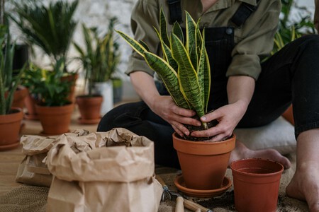 Estas 3 plantas son ideales para tener en tu depa: resisten el frío y no necesitan muchos cuidados 