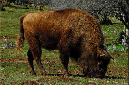 Parque temático para el bisonte europeo en España