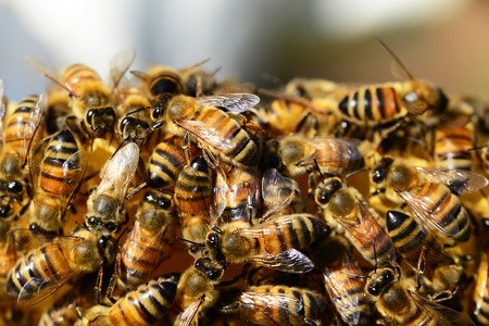 El Brexit es más peligroso de lo que crees... para las abejas