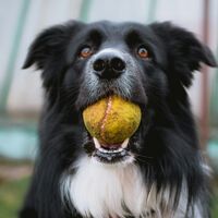 Cuando a tu perro le dices "pelota" él hace algo más: crear categorías mentales como un niño pequeño