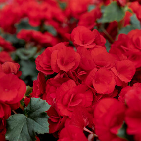 El viernes llega a Lidl la planta ideal para decorar el salón con elegancia y un precioso tono rojo pasión muy natural