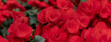 El viernes llega a Lidl la planta ideal para decorar el salón con elegancia y un precioso tono rojo pasión muy natural