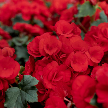 El viernes llega a Lidl la planta ideal para decorar el salón con elegancia y un precioso tono rojo pasión muy natural