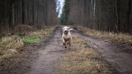 Como Saber Si Mi Perro Puede Pasear Suelto