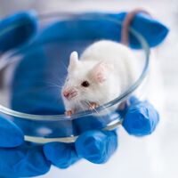 Era considerado uma sentença de morte: cientistas na Espanha conseguem fazer tumores de câncer de pâncreas desaparecerem 