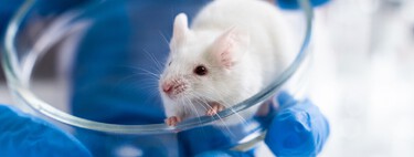 Era considerado uma sentença de morte: cientistas na Espanha conseguem fazer tumores de câncer de pâncreas desaparecerem 