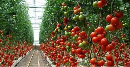 Agro 01