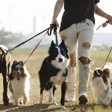 Estas son las red flags que tienes que vigilar al elegir un desconocido para cuidar a tu perro 