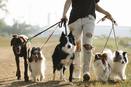 Una chica paseando varios perros