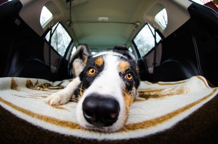 Un perro viajando en coche
