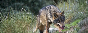 Mientras España hace todo lo posible para preservar al lobo ibérico, un grupo tiene ideas muy distintas: los ganaderos