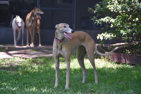 Adoptar Perro Preguntas Razas