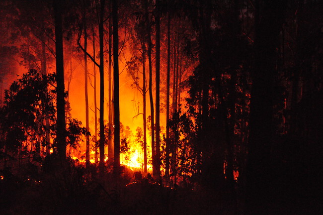 Eucalyptus Forest Fire Madeira Portugal 3 July 2011 Panoramio 3
