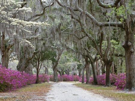 Springtime In Savannah Georgia