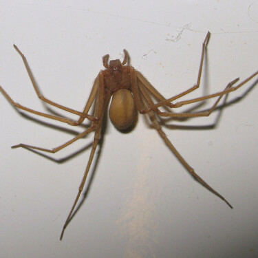 El veneno de la araña violinista puede ser mortal en pocas horas. Estos son los remedios efectivos para mantenerlas lejos de casa