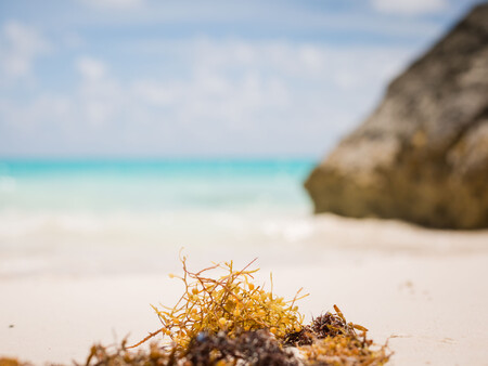 Macroalga