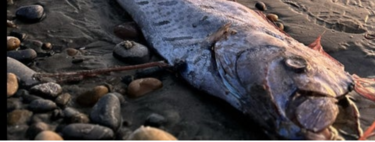 Peixe do fim do mundo é avistado em praia do México e pode ser motivo de preocupação 