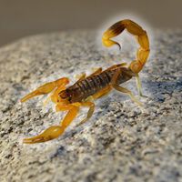 Hay tres plantas que ayudan a ahuyentar alacranes de tu casa 
