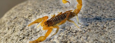Hay tres plantas que ayudan a ahuyentar alacranes de tu casa 