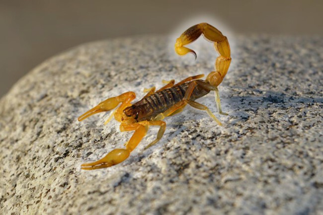 Plantas Alacranes