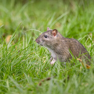 Esto es lo que tienes que eliminar del jardín rápidamente: atrae a las ratas como un imán 