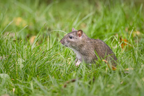 Pexels Victoria Bowers 148548814 34000088