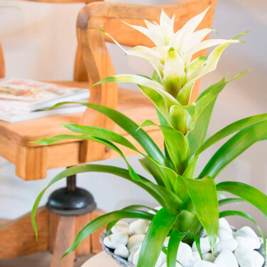 Aldi se llenará de bromelias el próximo miércoles 24 de junio: una flor fácil de cuidar, de interior y muy decorativas 