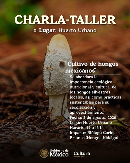 Llega el Festival de los Hongos Silvestres a Los Pinos con platillos tradicionales, talleres y productos artesanales