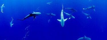 Los tiburones blancos siempre habían sido "extremadamente infrecuentes" en Alicante. Eso está cambiando delante nuestro