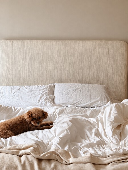 Dormitorio Calido Con Perro Acurrucado