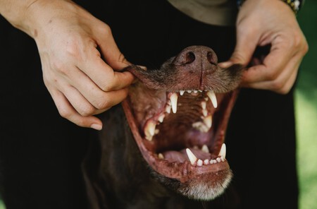 Si tu perro empieza a morderte - Lista de cosas