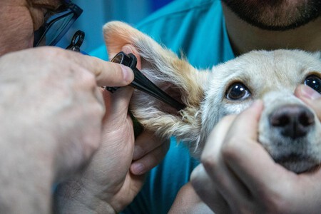 Otitis Perro