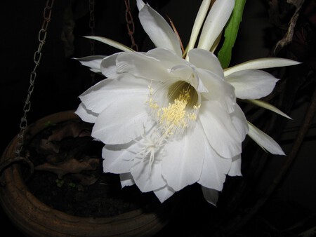 dama de noche
