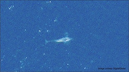 Este es el primer animal observable en detalle desde el espacio