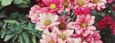 Plantas con flores que se multiplican solas: la forma más fácil de tener el jardín siempre lleno de color 