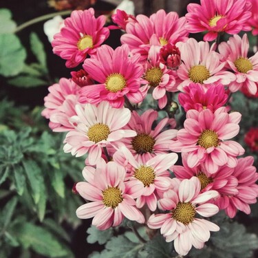 Plantas con flores que se multiplican solas: la forma más fácil de tener el jardín siempre lleno de color 