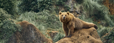 Un oso ha matado a una senderista en Rumanía. Su Parlamento ha aprobado matar a 400 ejemplares para proteger a turistas y locales