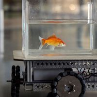 Investigadores de una universidad entrenan peces dorados para conducir