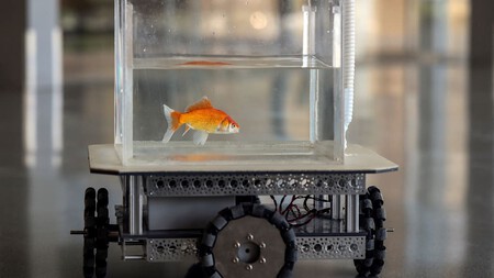 Investigadores de una universidad entrenan peces dorados para conducir