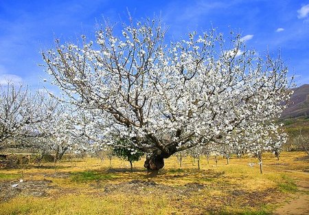 La floración del cerezo en el Valle del Jerte