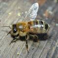 Los móviles posibles culpables de la desaparición de abejas
