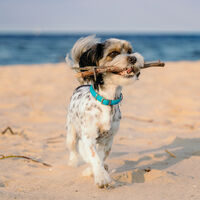 ¿Te encanta viajar con tu perro? Esta es la provincia de España con más playas caninas 