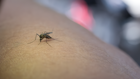 Primer Plano Mosquitos Que Succi Upscayl 3x Realesrgan X4plus