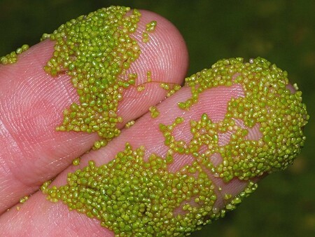 Este fruto, la más pequeña del mundo, tiene una masa similar a un simple grano de arena