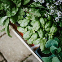 Se você tem essas plantas em casa, tem um tesouro: elas mantêm sua casa mais segura 