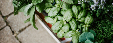 Se você tem essas plantas em casa, tem um tesouro: elas mantêm sua casa mais segura 