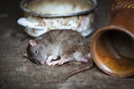 Rata