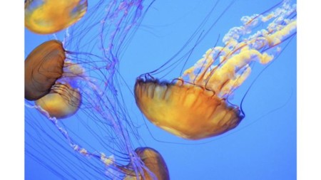 Las mejores imágenes científicas del premio de la Real Sociedad Fotográfica de Reino Unido