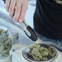 A maior revisão sobre cannabis chega em resultados claros: a erva não ajuda com ansiedade, depressão ou transtorno de estresse pós-traumático 